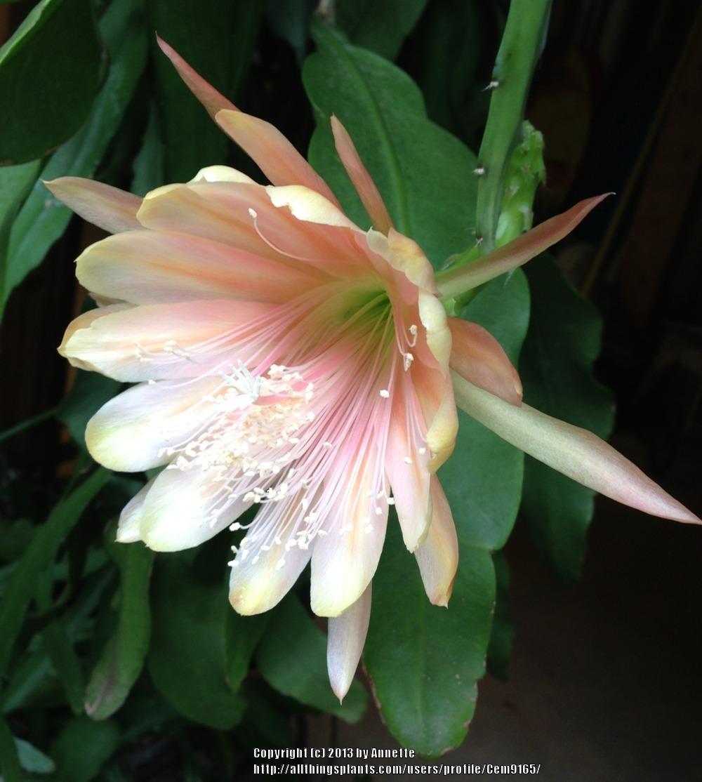 Epiphyllum Plant Care and Collection of Varieties