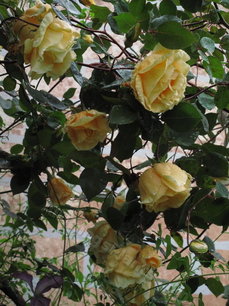 Rose (Rosa 'Lady Hillingdon, Climber') in the Roses Database