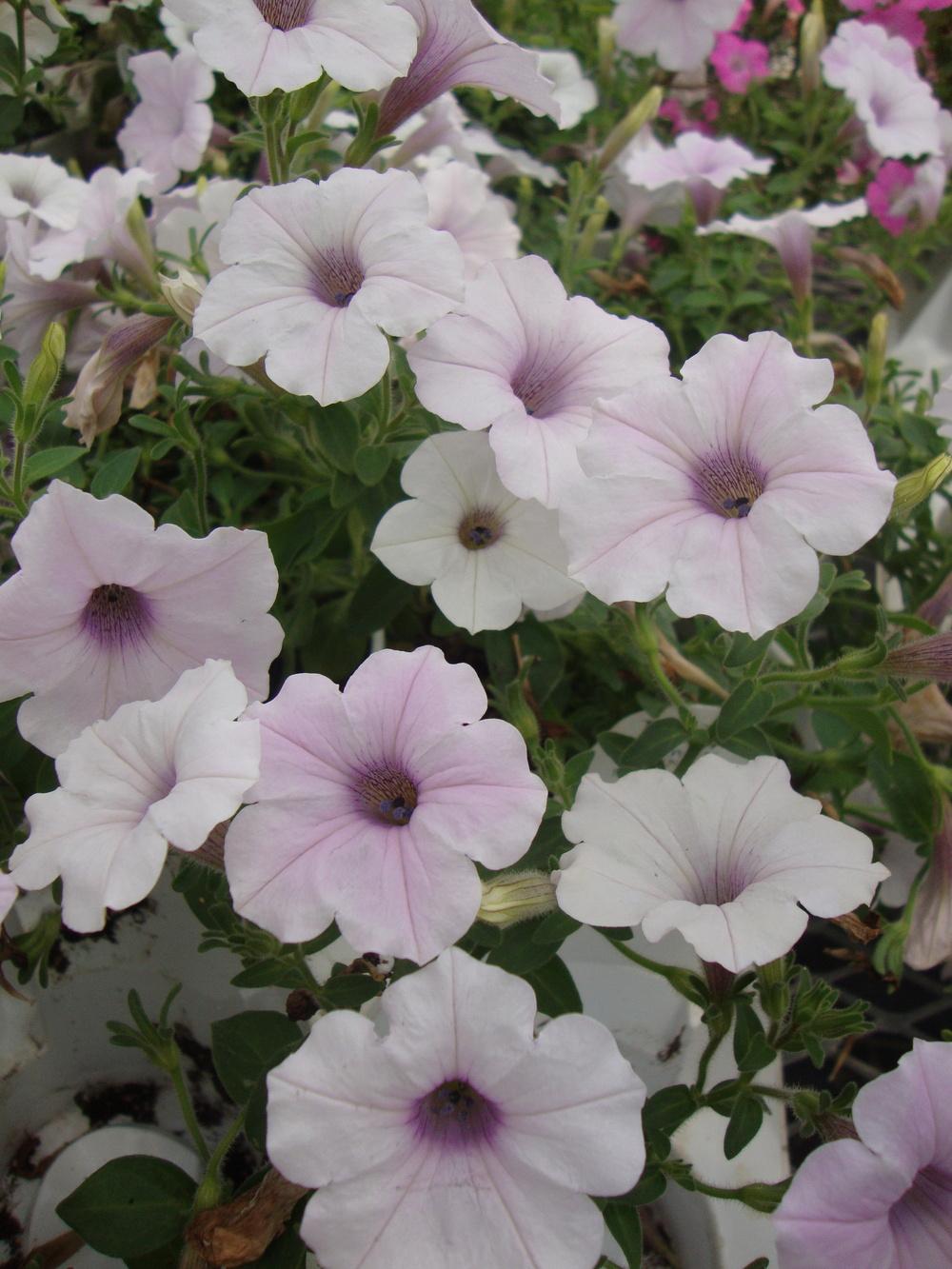 Photo of the entire plant of