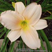 Location: My garden in Southeast VirginiaDate: 2013-07-09BLOOM