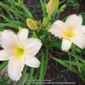 Location: My garden in Southeast Virginia, Zone 8a.Date: 2013-07-09Closeup of buds, sepals and receptacles