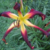 Location: Poland, MaineDate: 2013-07-10