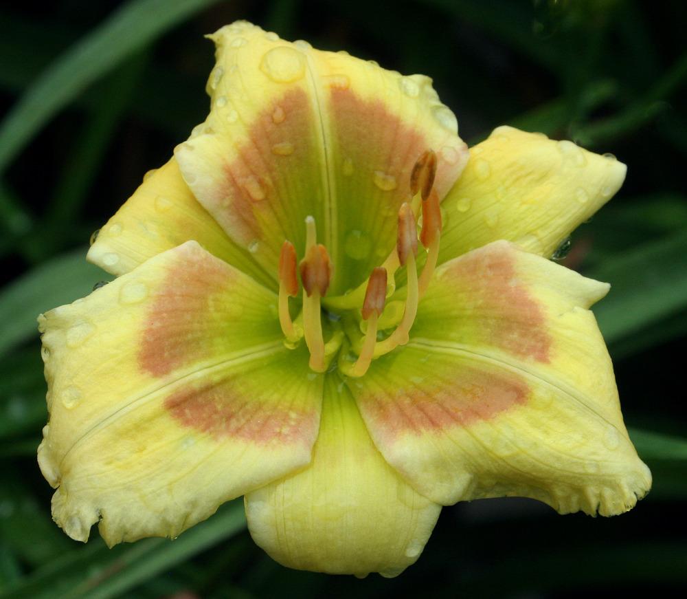 Daylily (Hemerocallis 'Munchkin Cabbage') in the Daylilies Database