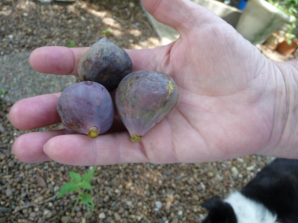 Figs Plant Care and Collection of Varieties