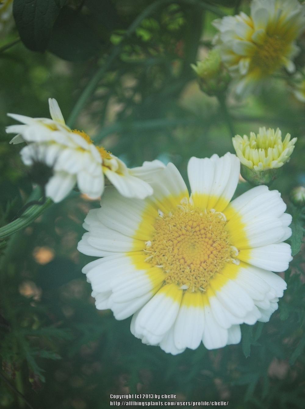 Photo of the bloom of Garland Chrysanthemum (Glebionis coronaria