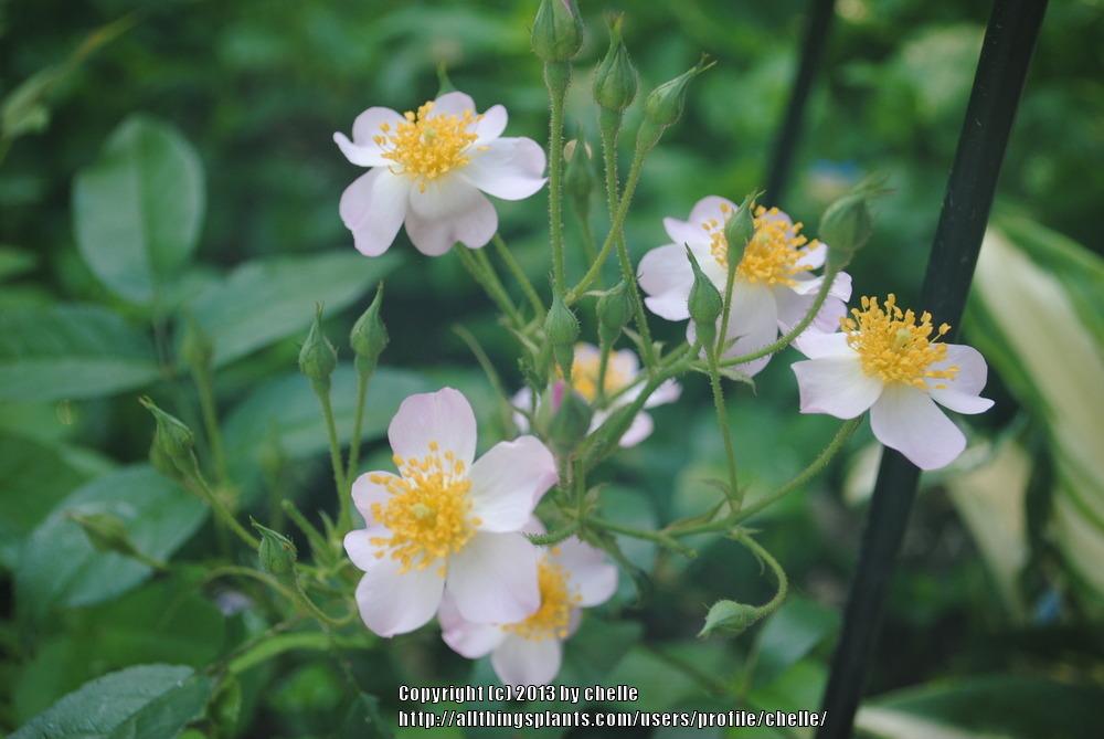 Photo of the bloom of Rose (Rosa 'Lyda Rose') posted by chelle - Garden.org