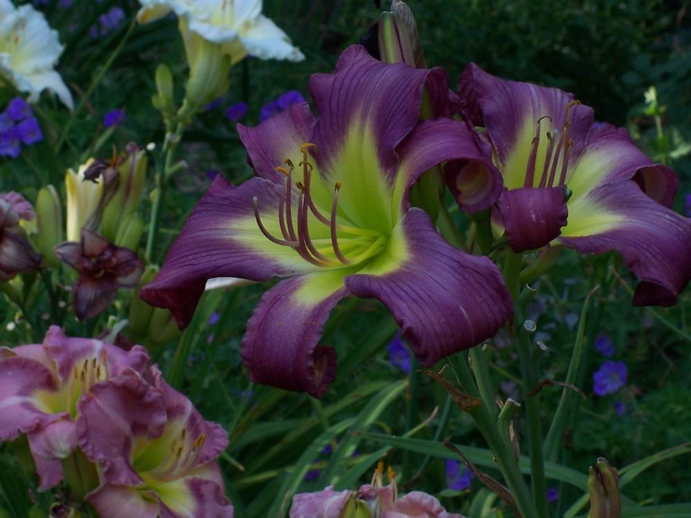 Photo of the bloom of Daylily (Hemerocallis 'Grape Starburst') posted