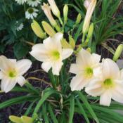 Location: My garden in Southeast VirginiaDate: 2013-07-19Entire plant