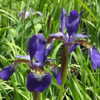 Courtesy Gardens in the Wood of Grassy Creek