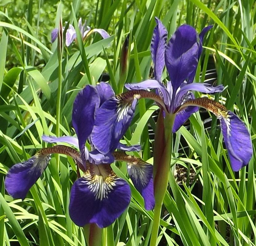 Species Iris (Iris prismatica) in the Irises Database