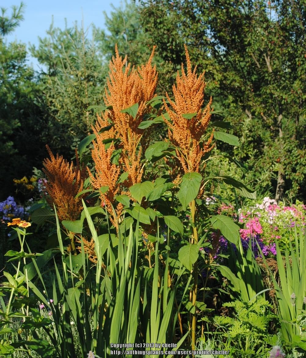 Prince's Feather (Amaranthus cruentus 'Golden Giant') - Garden.org