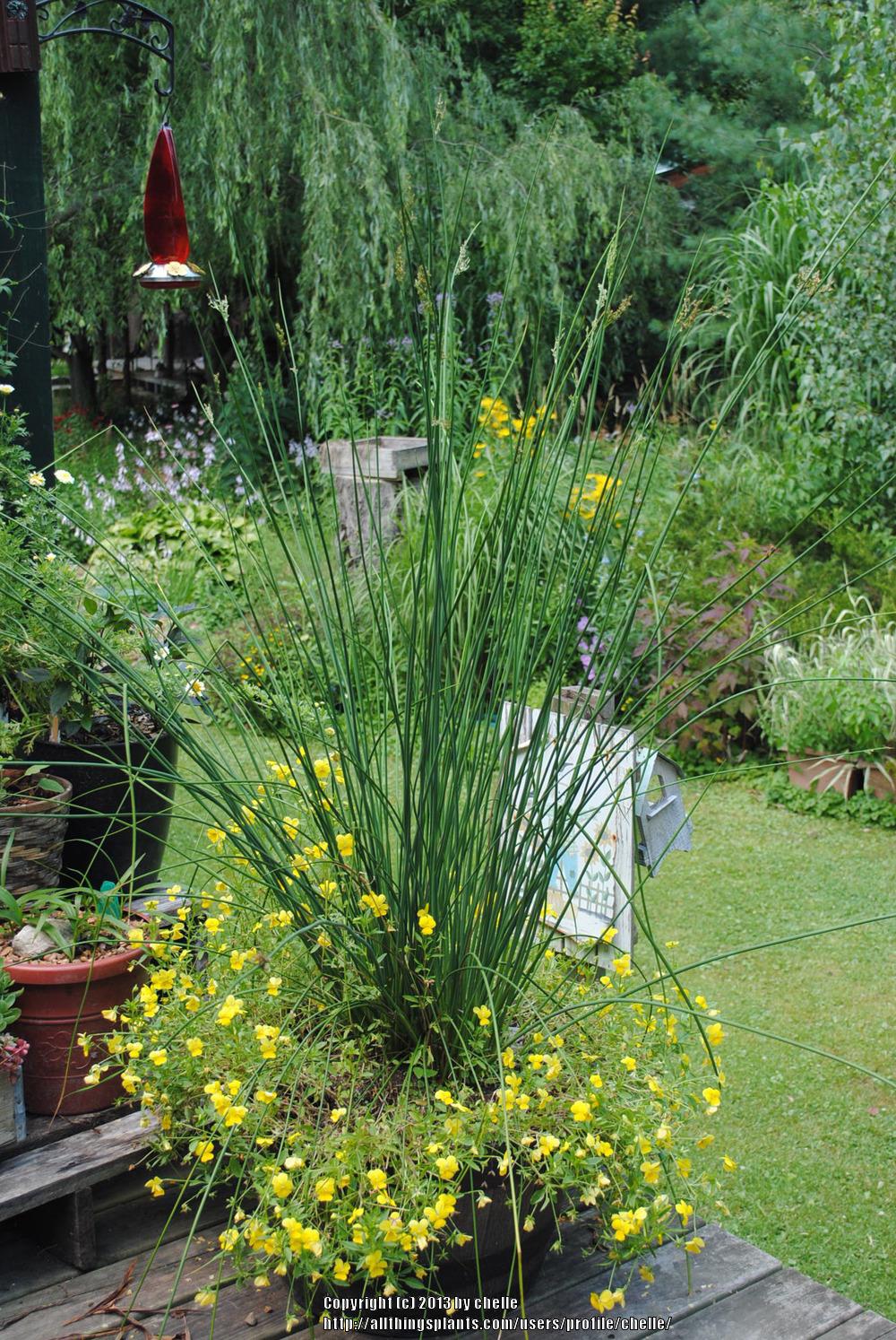 Photo of the entire plant of Giant Rush (Juncus pallidus 'Javelin
