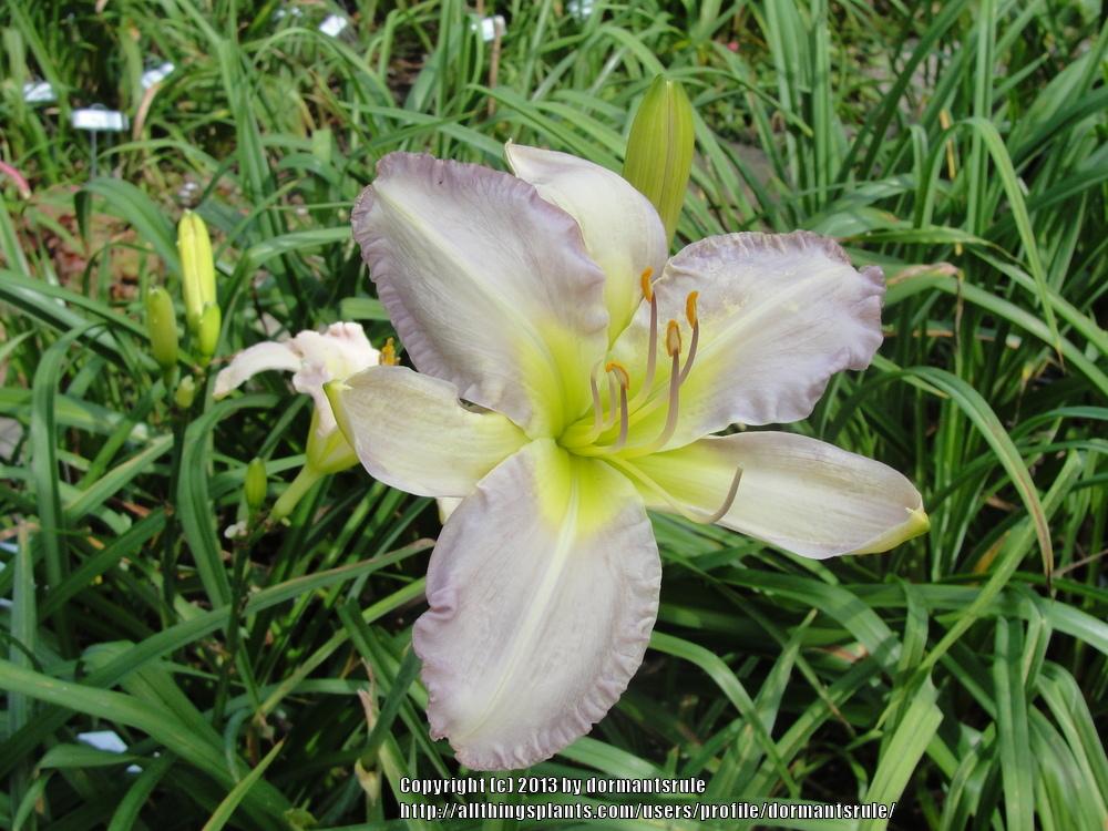 Photo of the bloom of Daylily (Hemerocallis 'Blue Dolphin') posted by dormantsrule