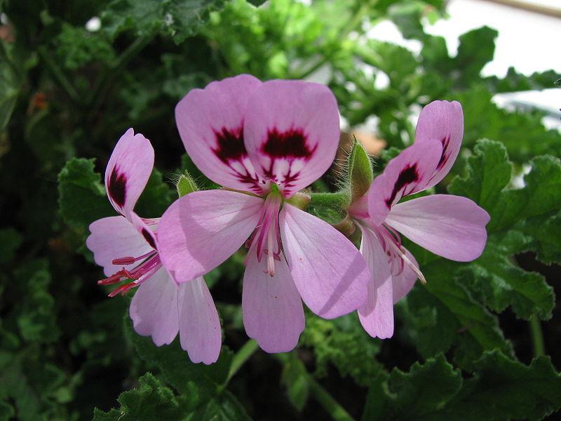 Village Oak Geranium (Pelargonium quercifolium 'Fair Ellen') in the Pelargoniums Database
