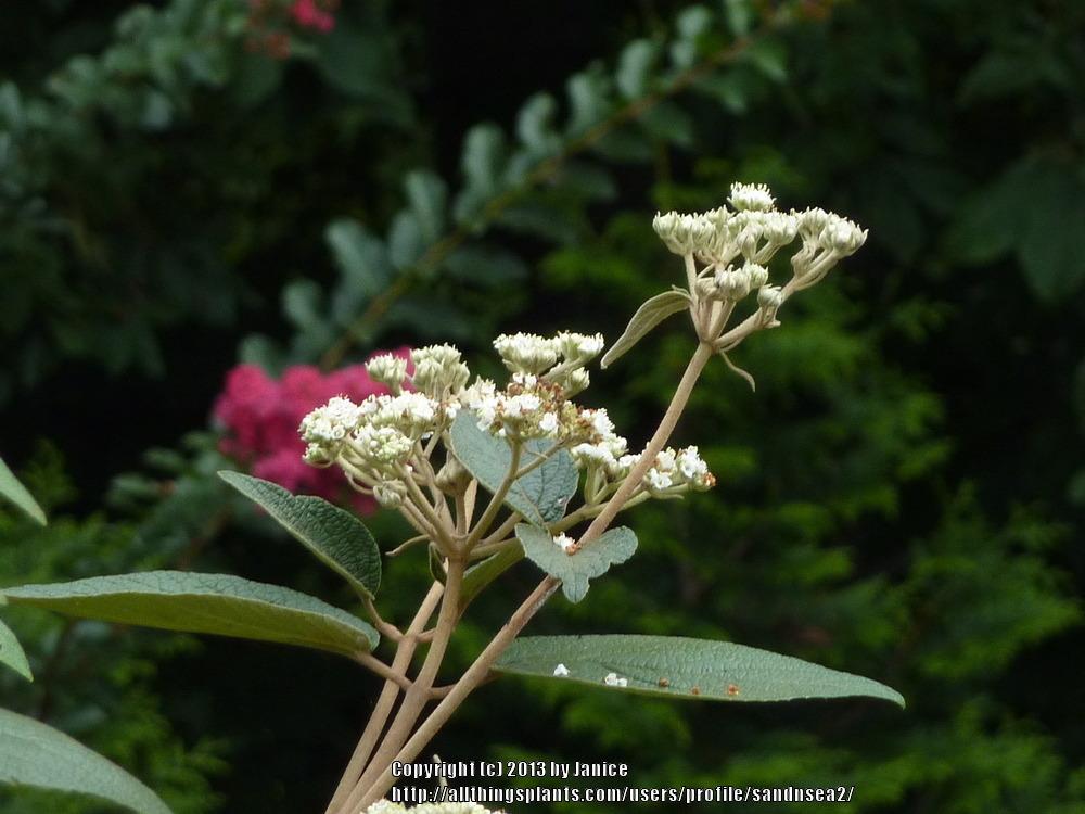 Viburnum (Viburnum x rhytidophylloides 'Fenceline') in the Viburnums