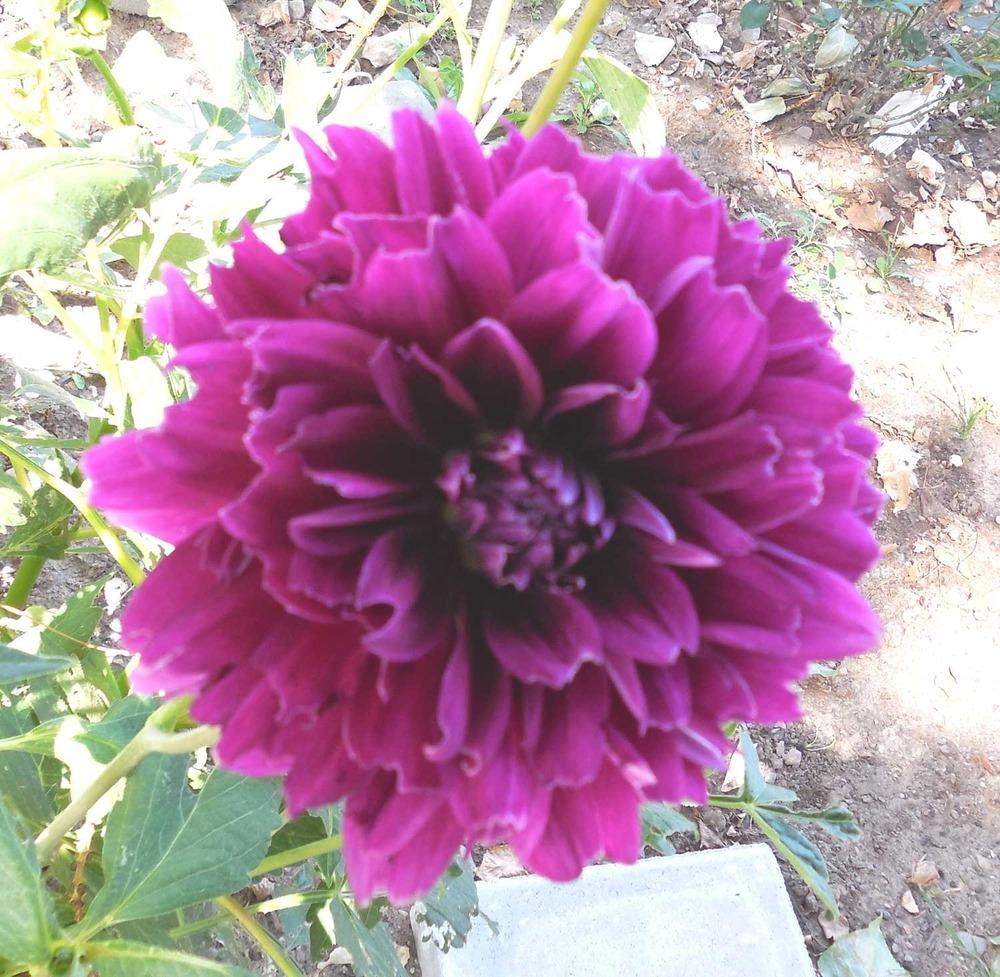 Dinner Plate Dahlia (Dahlia ‘Babylon Purple’) in the Dahlias Database