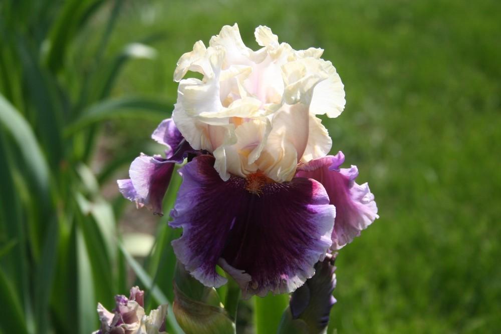 Photo of the bloom of Tall Bearded Iris (Iris 'Strawberry Freeze