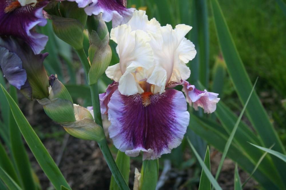 Photo of the bloom of Tall Bearded Iris (Iris 'Strawberry Freeze