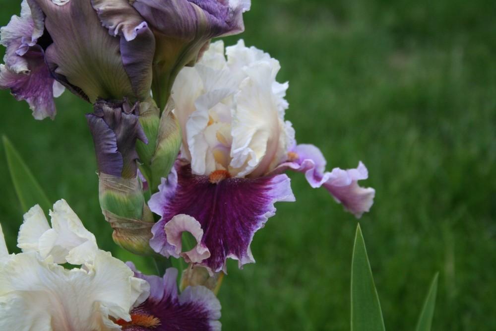 Photo of the bloom of Tall Bearded Iris (Iris 'Strawberry Freeze