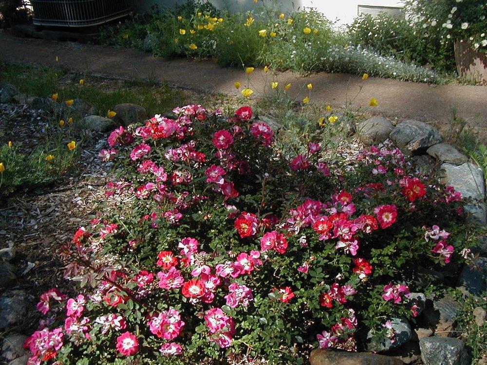 Rose Color Ropers Photo of the entire plant of Rose (Rosa 'Ralph's Creeper') posted by ...
