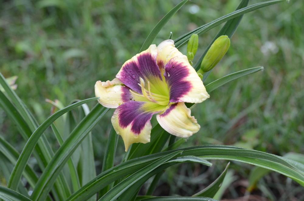 Photo of the bloom of Daylily (Hemerocallis 'Blue Delicious') posted by