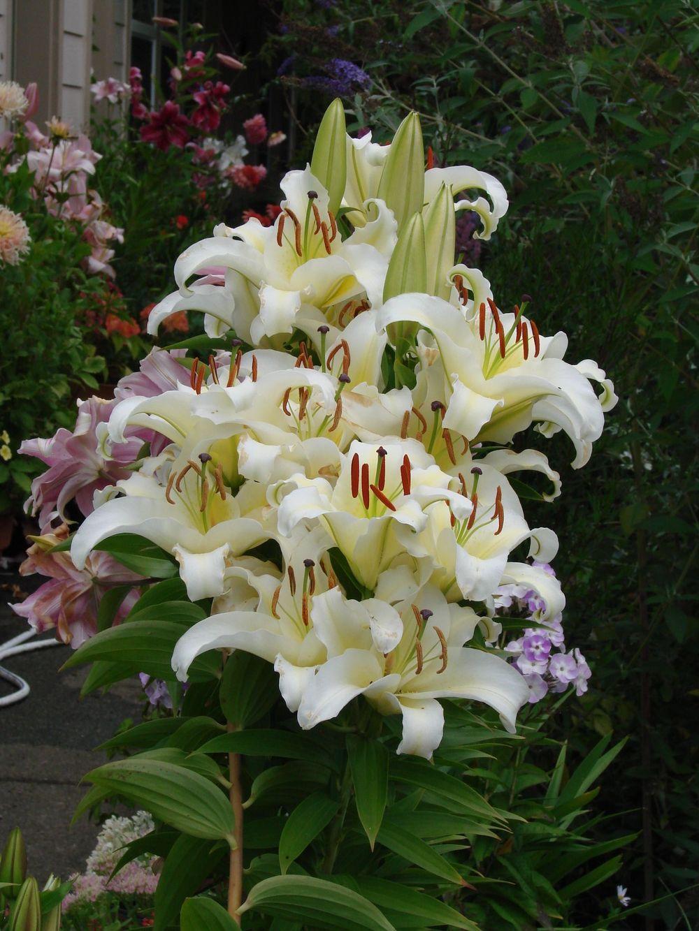 Lily (Lilium 'Cassandra') in the Lilies Database - Garden.org