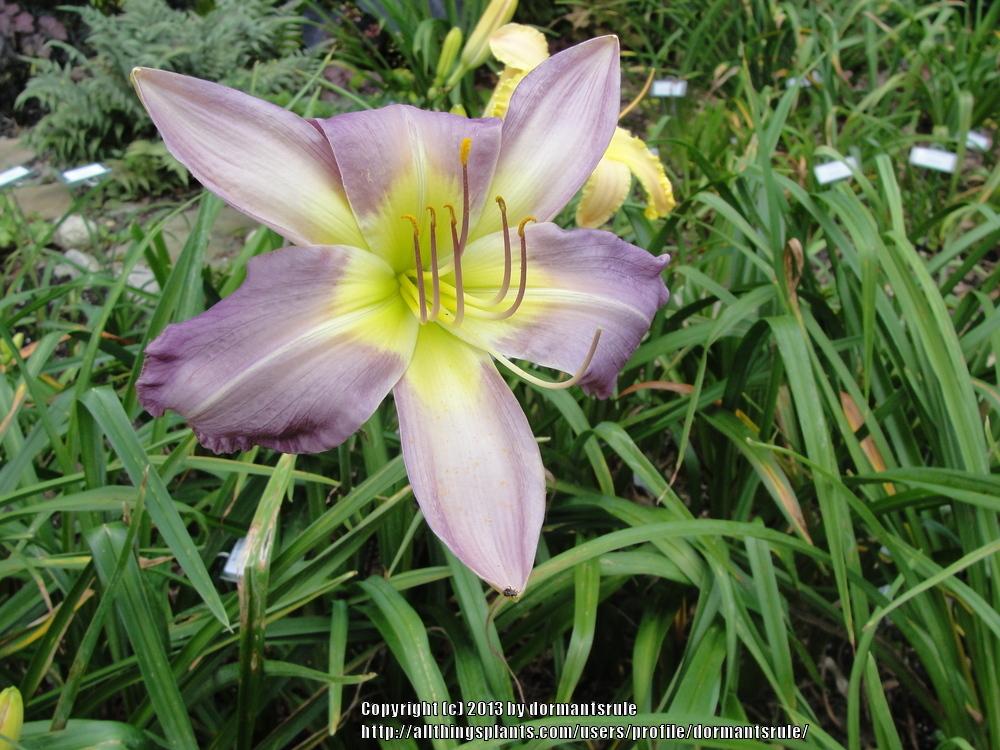 Photo of the bloom of Daylily (Hemerocallis 'Blue Dolphin') posted by dormantsrule
