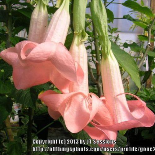Angel's Trumpet (Brugmansia 'Velvet Rose') in the Angel's Trumpets