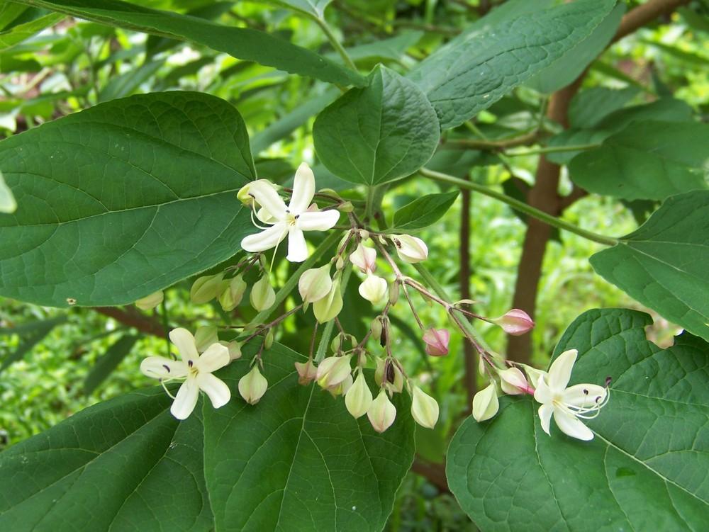 Photo of the bloom of Peanut Butter Shrub (Clerodendrum trichotomum