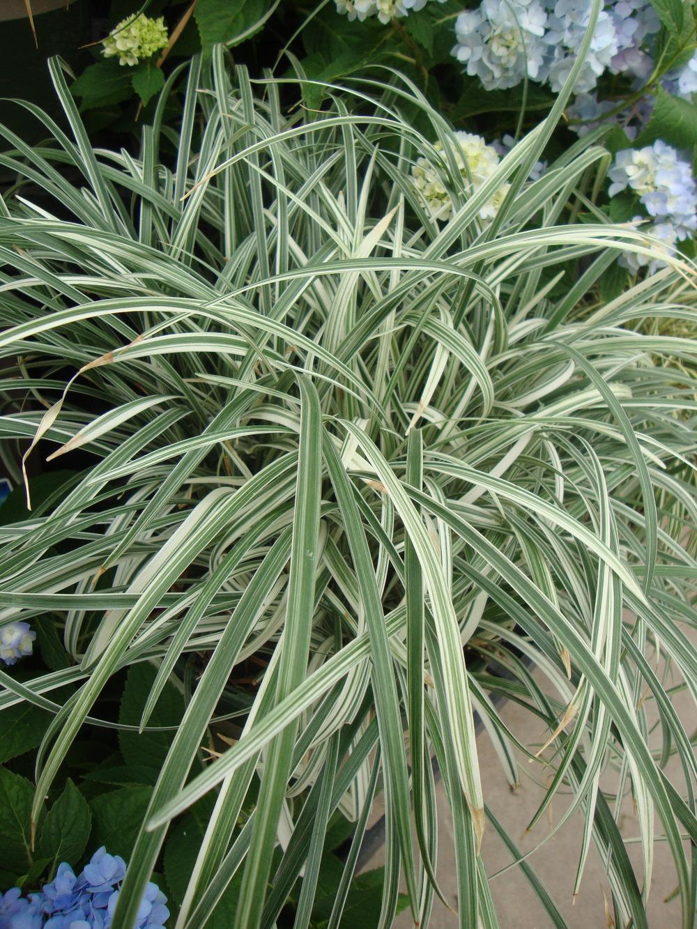 Creeping Lily Turf (Liriope spicata 'Silver Dragon') in