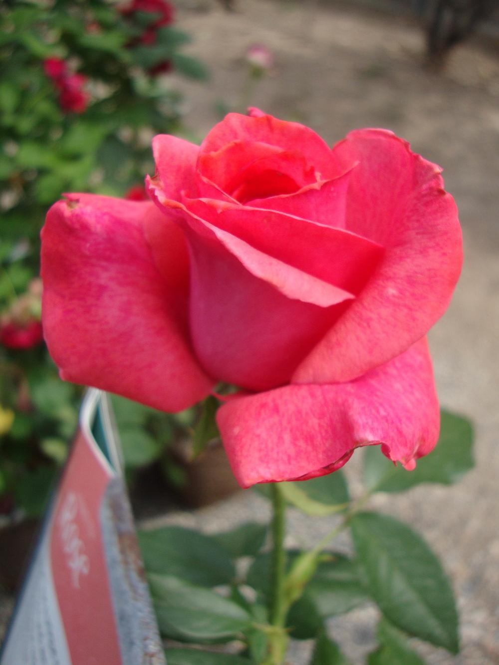 Photo of the bloom of Rose (Rosa 'Cinnamon Dolce') posted by Paul2032