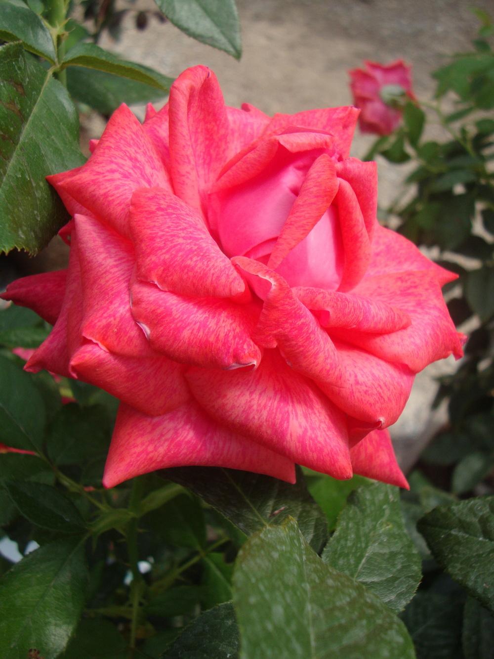 Photo of the bloom of Rose (Rosa 'Cinnamon Dolce') posted by Paul2032