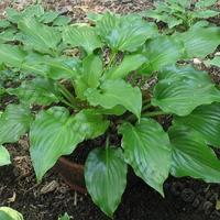 Hosta 'Obsession' in the Hostas Database - Garden.org