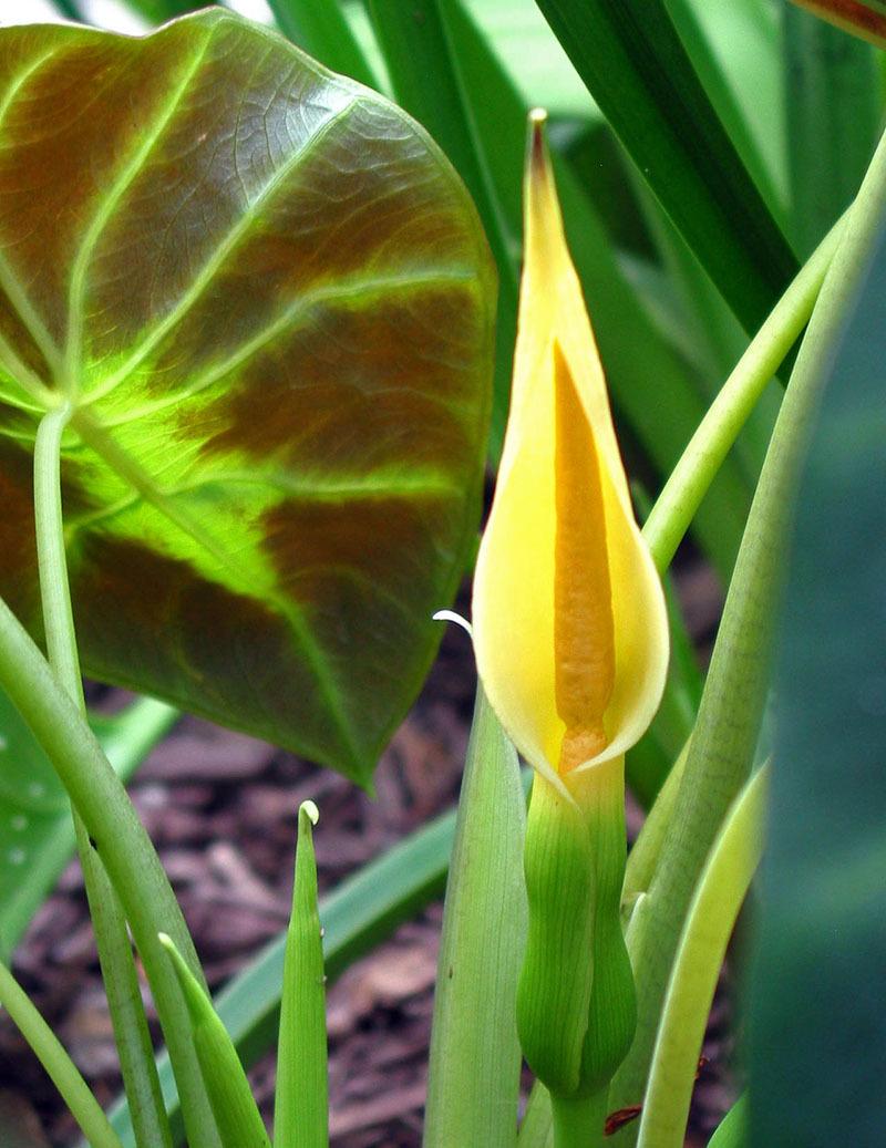 Photo of the bloom of Dwarf Elephant Ear (Colocasia affinis 'Jenningsii