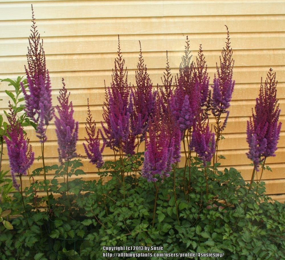 Astilbe (Astilbe rubra 'Superba') in the Astilbes Database