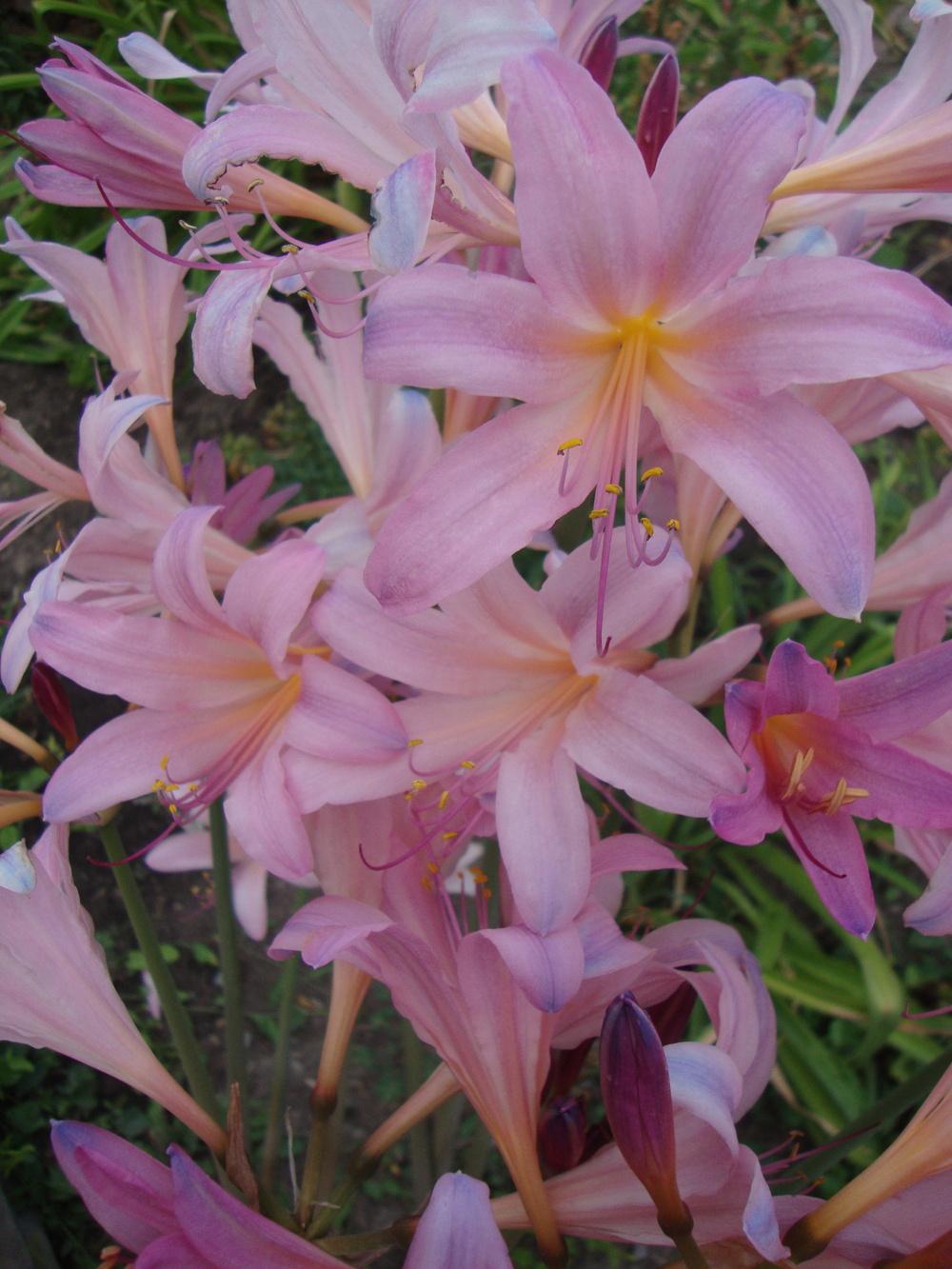 Surprise Lilies (Lycoris) Plant Care and Collection of Varieties