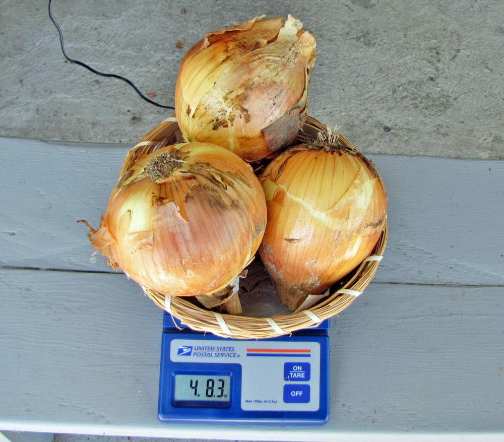 Photo of the bulb of Sweet Spanish Onion (Allium cepa 'Sweet Spanish
