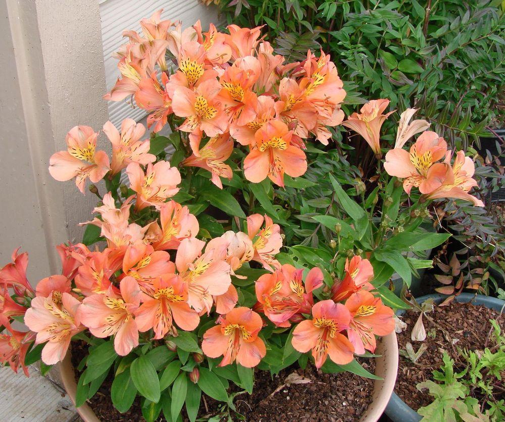 Photo of the entire plant of Peruvian Lily (Alstroemeria Princess
