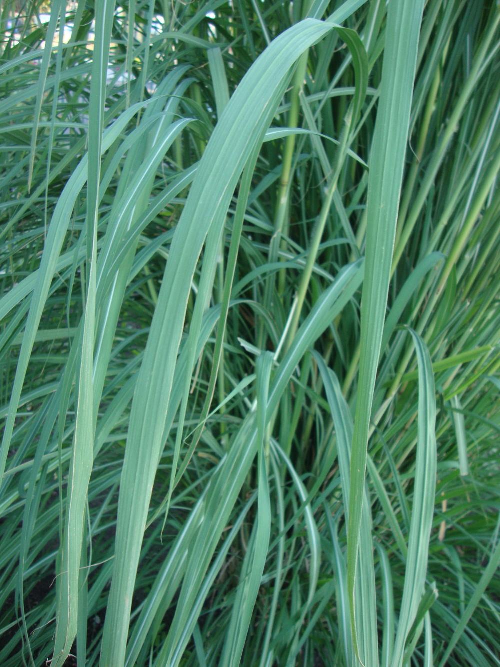 Silver Plume Grass (Saccharum alopecuroides)