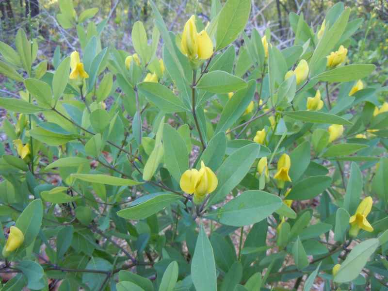 Gopherweed (Baptisia lanceolata var. lanceolata) in the Baptisias ...