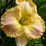 Location: my zone 4a gardenDate: 14:00 on 8 22 13