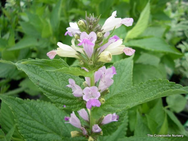 Photo of the bloom of Catmint (Nepeta subsessilis 'Sweet Dreams ...