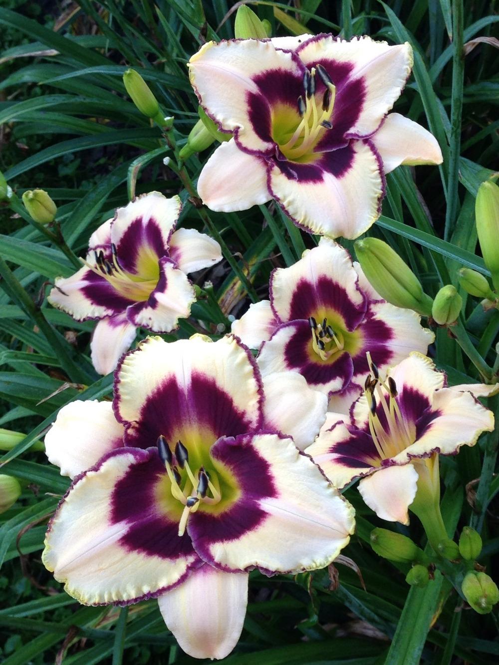 Photo of the bloom of Daylily (Hemerocallis ‘Moonlit Masquerade