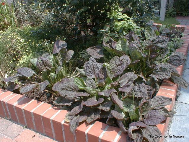 Plantan 'purple Perverson' ~plantago Major 'purple Perverson' Seeds