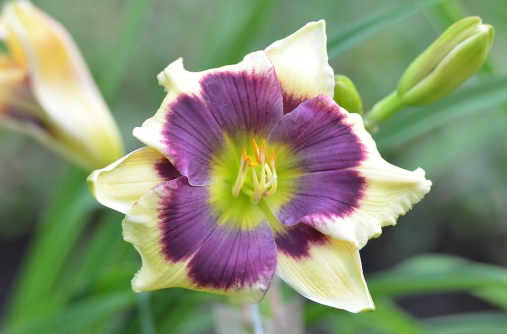 Photo of the bloom of Daylily (Hemerocallis 'Blue Delicious') posted by