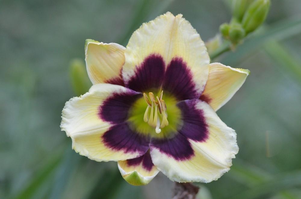 Photo of the bloom of Daylily (Hemerocallis 'Blue Delicious') posted by