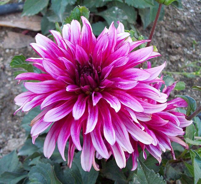 Photo of the bloom of Dahlia Gallery® Art Nouveau posted by