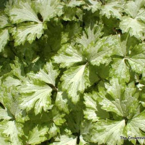 Creeping Buttercup (Ranunculus repens 'Buttered Popcorn')