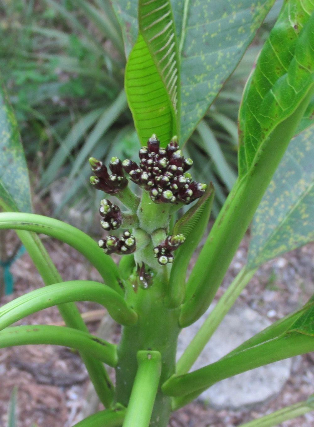 Photo of the closeup of buds, sepals and receptacles of Plumeria