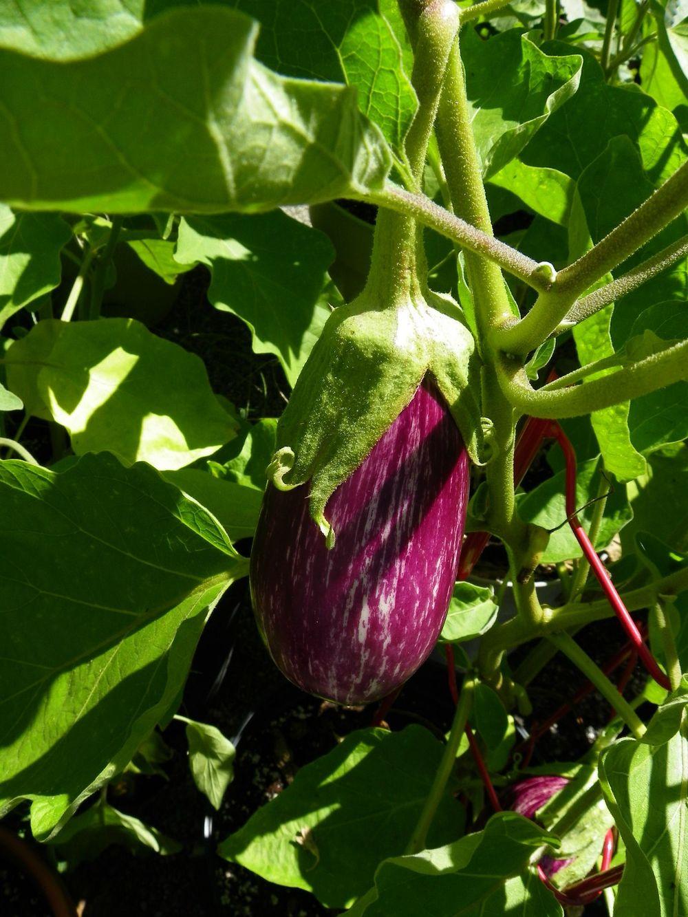 Eggplants Plant Care and Collection of Varieties